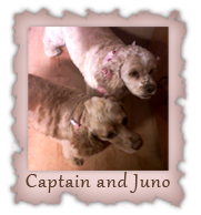 Captain and Juno