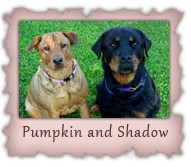 Pumpkin and Shadow