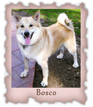 Bosco