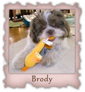 Brody