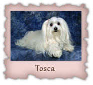 Tosca